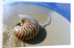 Seashell Resting on Shore by Anonymous