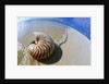 Seashell Resting on Shore by Anonymous