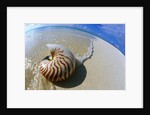 Seashell Resting on Shore by Anonymous