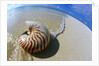 Seashell Resting on Shore by Anonymous