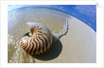 Seashell Resting on Shore by Anonymous