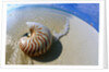 Seashell Resting on Shore by Anonymous