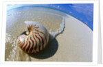 Seashell Resting on Shore by Anonymous