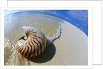 Seashell Resting on Shore by Anonymous