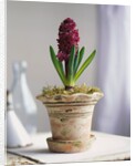 Purple Amaryllis in White Pot by Anonymous