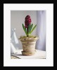 Purple Amaryllis in White Pot by Anonymous
