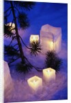 Candles Sitting on Snow by Tree by Anonymous