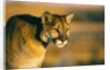 Mountain Lion by Anonymous