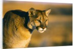 Mountain Lion by Anonymous