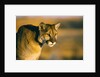 Mountain Lion by Anonymous