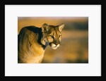 Mountain Lion by Anonymous