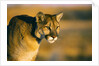 Mountain Lion by Anonymous