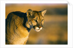 Mountain Lion by Anonymous