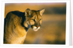 Mountain Lion by Anonymous
