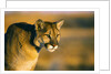 Mountain Lion by Anonymous
