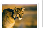 Mountain Lion by Anonymous