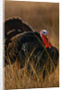 Turkey Showing Mating Display by Anonymous