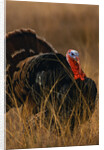 Turkey Showing Mating Display by Anonymous