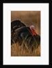 Turkey Showing Mating Display by Anonymous