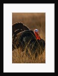 Turkey Showing Mating Display by Anonymous