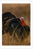 Turkey Showing Mating Display by Anonymous