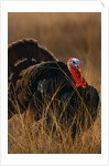 Turkey Showing Mating Display by Anonymous