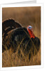 Turkey Showing Mating Display by Anonymous