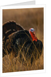 Turkey Showing Mating Display by Anonymous