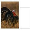 Turkey Showing Mating Display by Anonymous