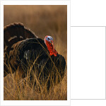 Turkey Showing Mating Display by Anonymous
