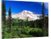 Mount Rainier Beyond Forest by Anonymous