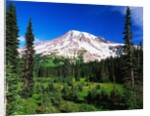 Mount Rainier Beyond Forest by Anonymous
