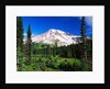 Mount Rainier Beyond Forest by Anonymous