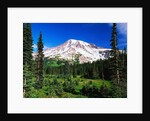 Mount Rainier Beyond Forest by Anonymous
