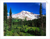 Mount Rainier Beyond Forest by Anonymous