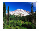 Mount Rainier Beyond Forest by Anonymous