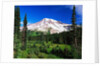 Mount Rainier Beyond Forest by Anonymous