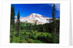 Mount Rainier Beyond Forest by Anonymous