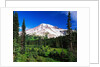 Mount Rainier Beyond Forest by Anonymous