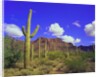 Forest of Cactus by Anonymous
