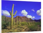 Forest of Cactus by Anonymous