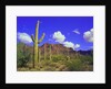 Forest of Cactus by Anonymous
