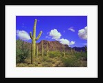 Forest of Cactus by Anonymous