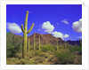 Forest of Cactus by Anonymous