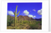 Forest of Cactus by Anonymous
