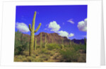 Forest of Cactus by Anonymous