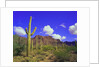 Forest of Cactus by Anonymous