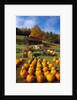 Pumpkins at Produce Stand by Anonymous