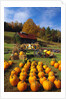 Pumpkins at Produce Stand by Anonymous