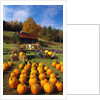 Pumpkins at Produce Stand by Anonymous
